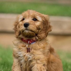 Meet your Posher, Bea